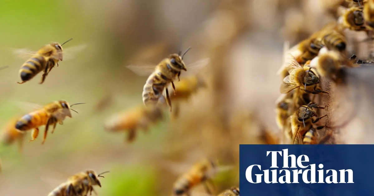 Stagione delle sciamature delle api negli USA in anticipo: allarme per la sicurezza alimentare