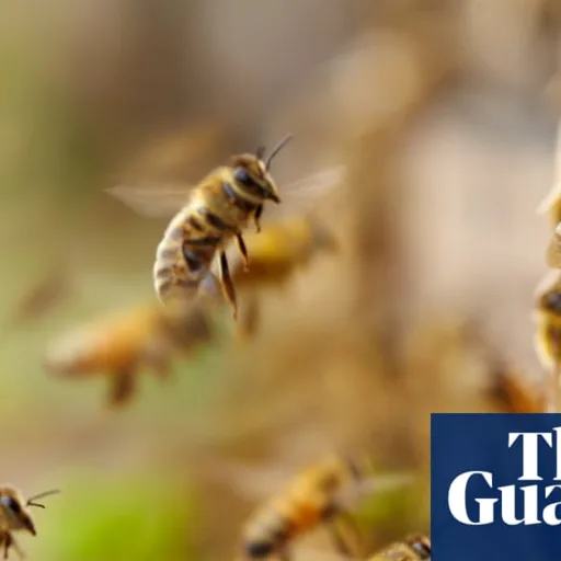 Stagione delle sciamature delle api negli USA in anticipo: allarme per la sicurezza alimentare
