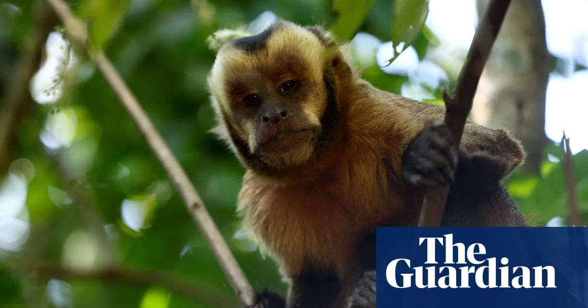 Boom delle vendite online di primati negli USA: allarme per il traffico di fauna selvatica