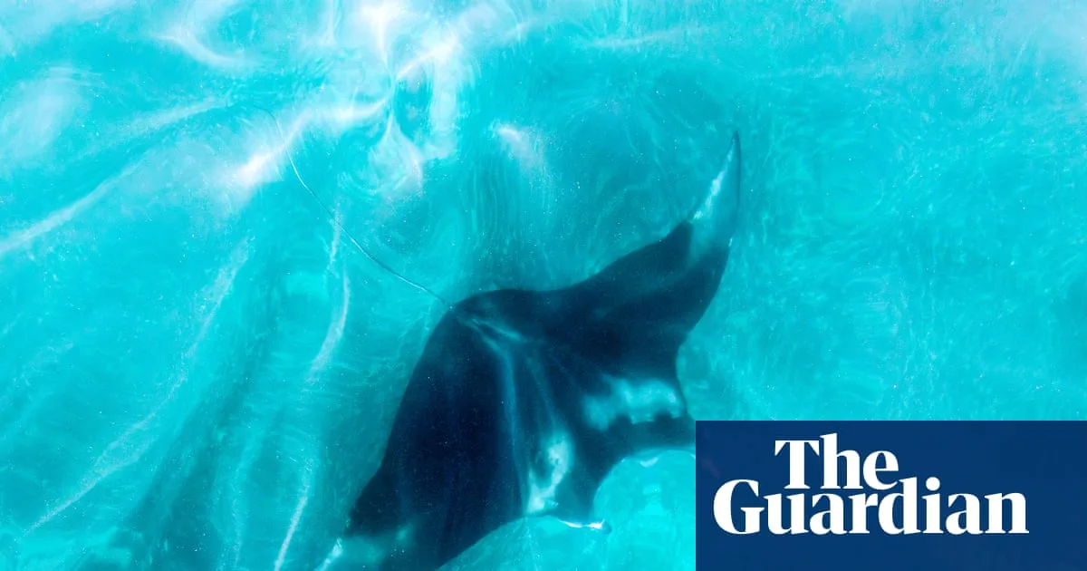 Florida inasprisce le norme sulla cattura delle mantre giganti, ma esclude il divieto totale