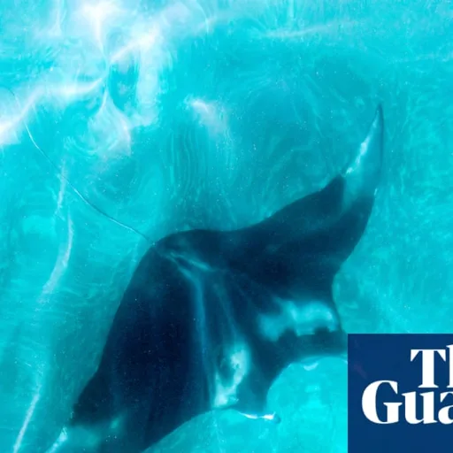 Florida inasprisce le norme sulla cattura delle mantre giganti, ma esclude il divieto totale